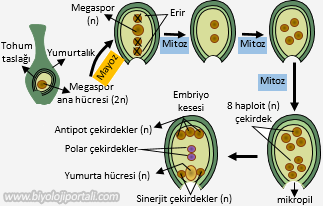 Dişi üreme hücresinin oluşumu
